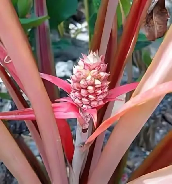 Thai_Red_Pineapple_Plant