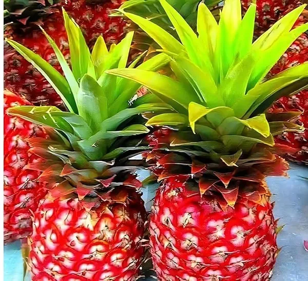 Thai_Red_Pineapple_Plant