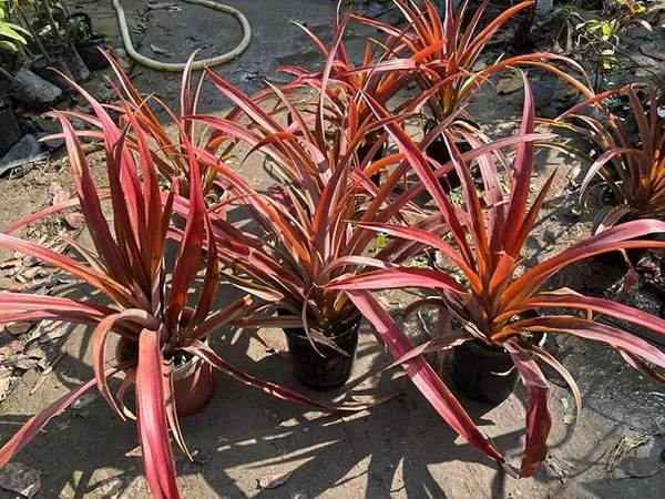 Thai_Red_Pineapple_Plant