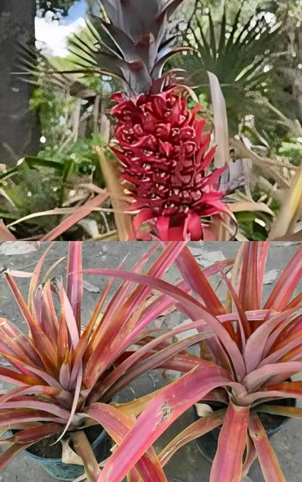 Thai_Red_Pineapple_Plant