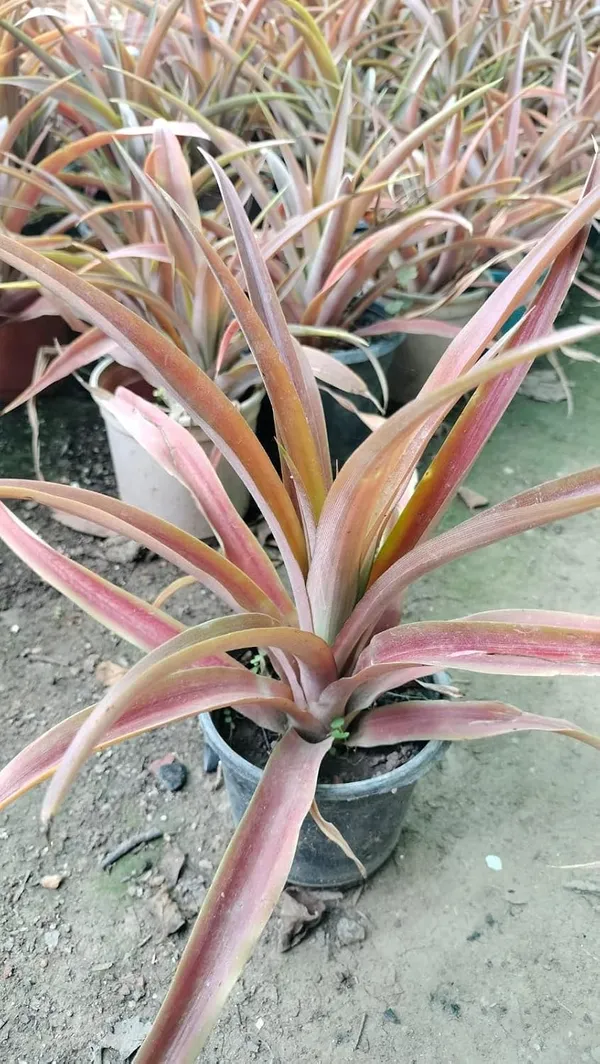 Thai_Red_Pineapple_Plant