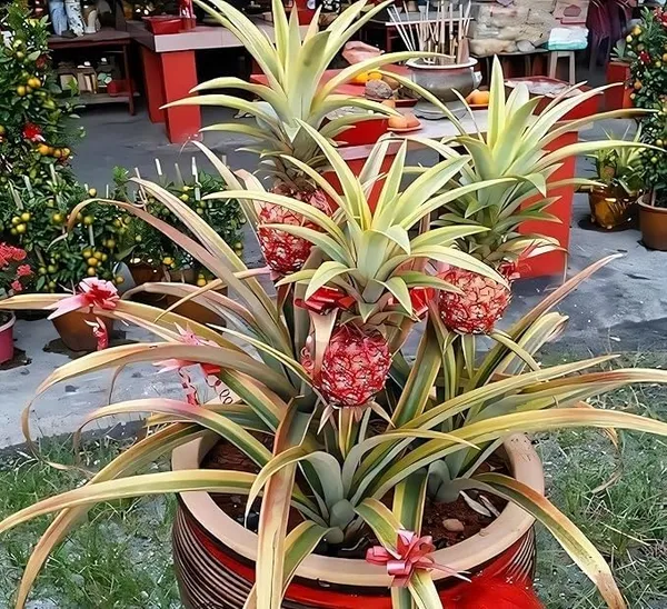 Thai_Red_Pineapple_Plant