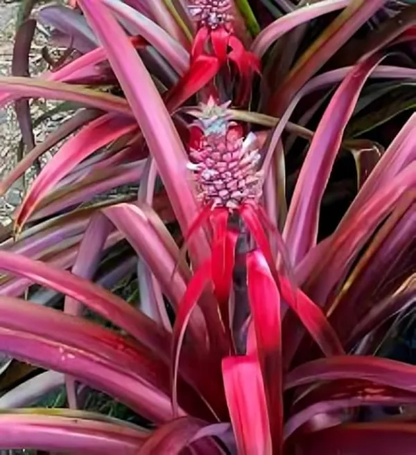 Thai_Red_Pineapple_Plant
