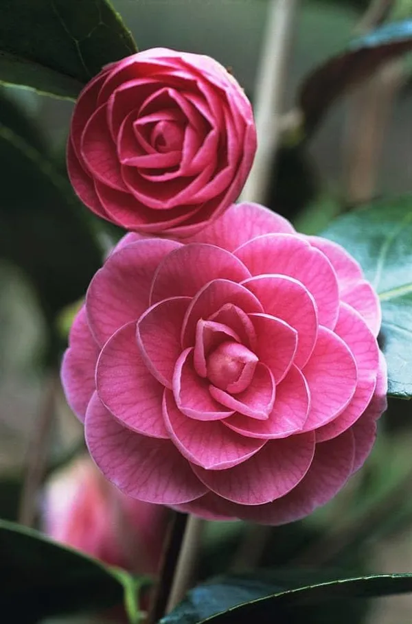 Camellia_Flowering_Plant