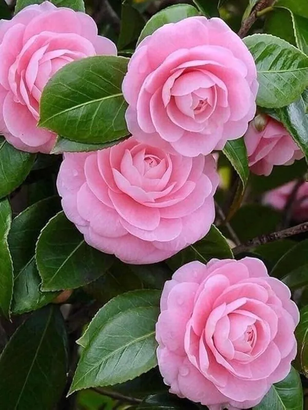 Camellia_Flowering_Plant