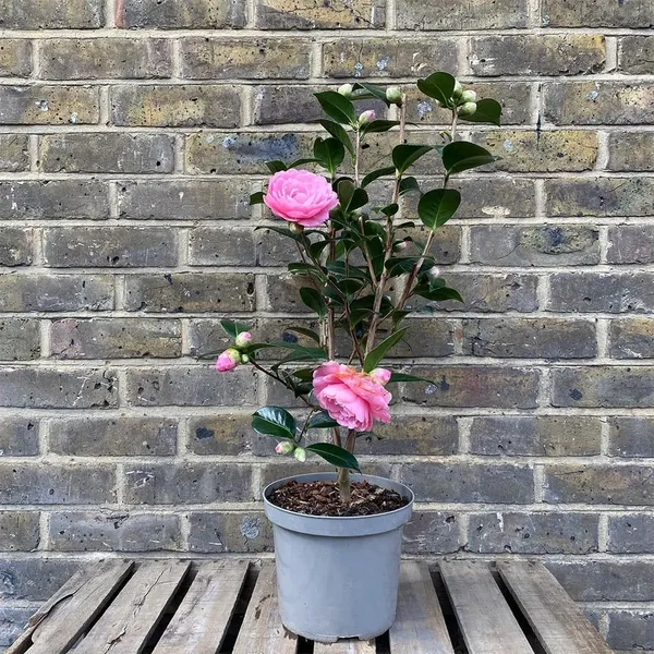 Camellia_Flowering_Plant