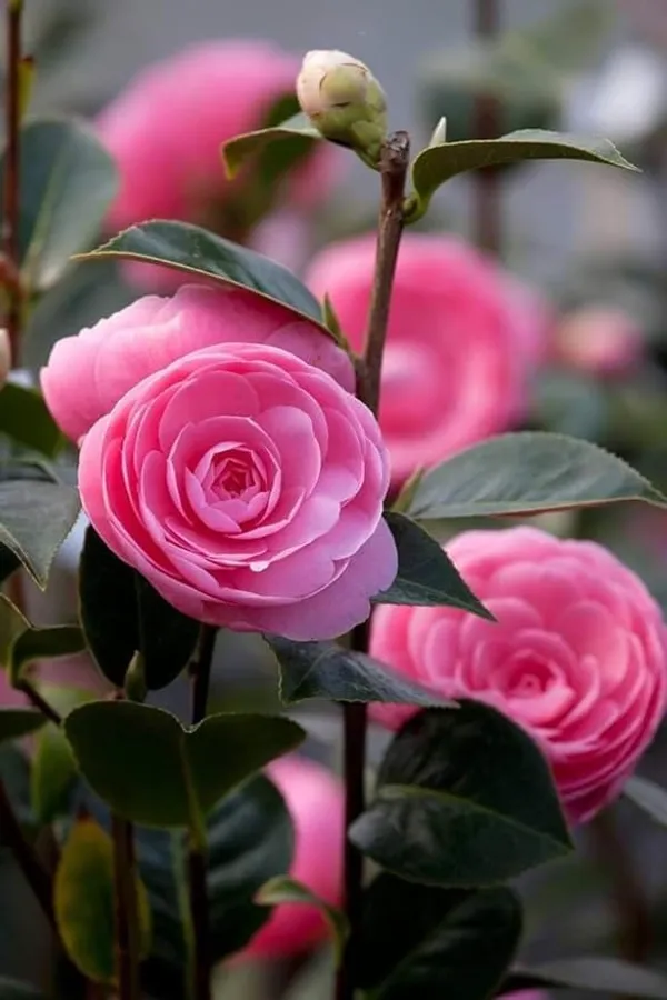 Camellia_Flowering_Plant