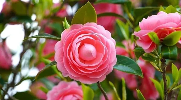 Camellia_Flowering_Plant