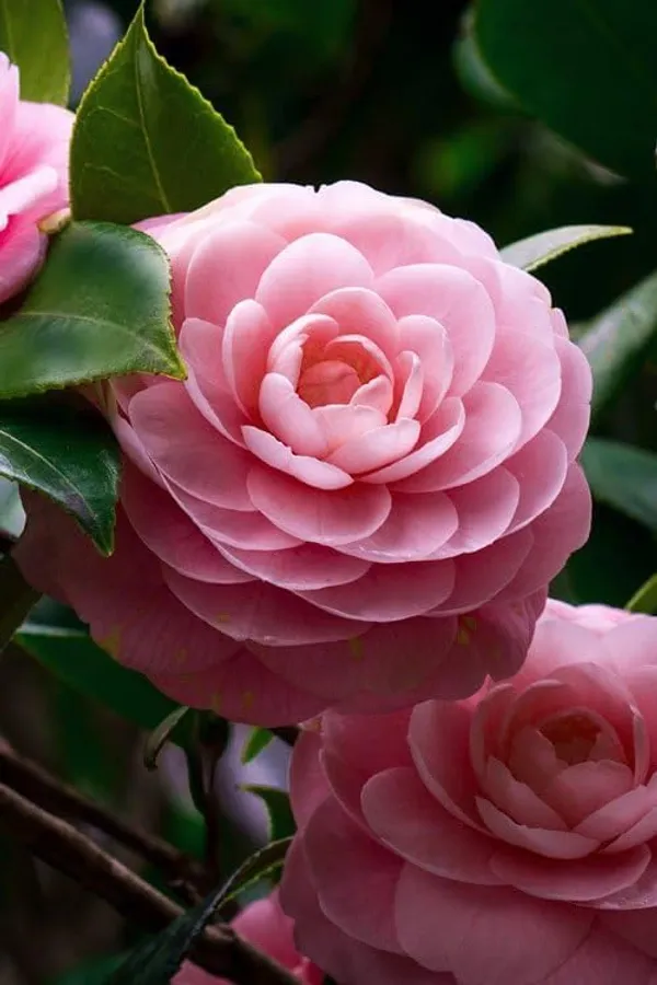 Camellia_Flowering_Plant