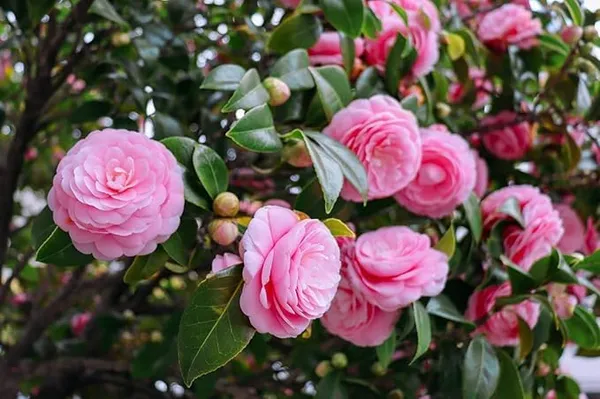 Camellia_Flowering_Plant