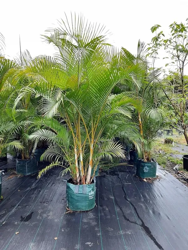 Areca_Palm_Live_Indoor_Plant