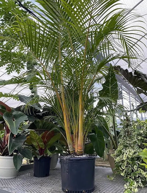 Areca_Palm_Live_Indoor_Plant