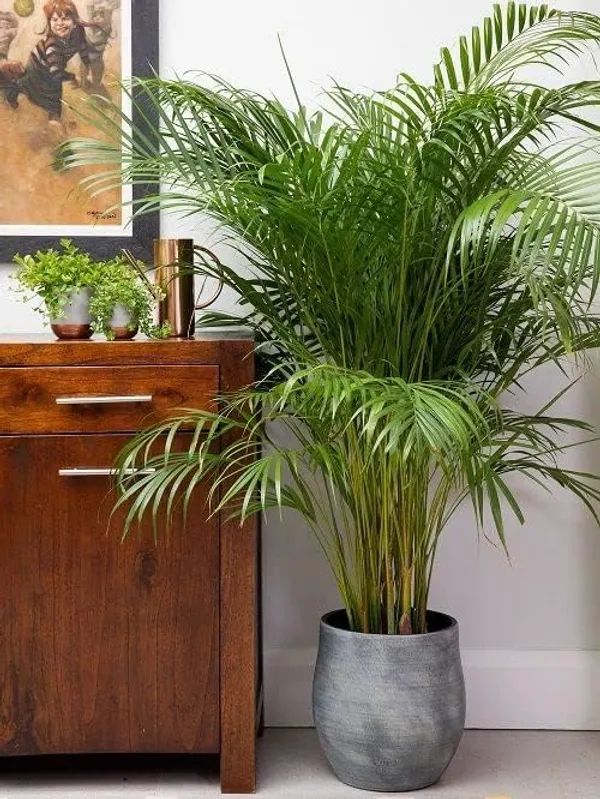 Areca_Palm_Live_Indoor_Plant