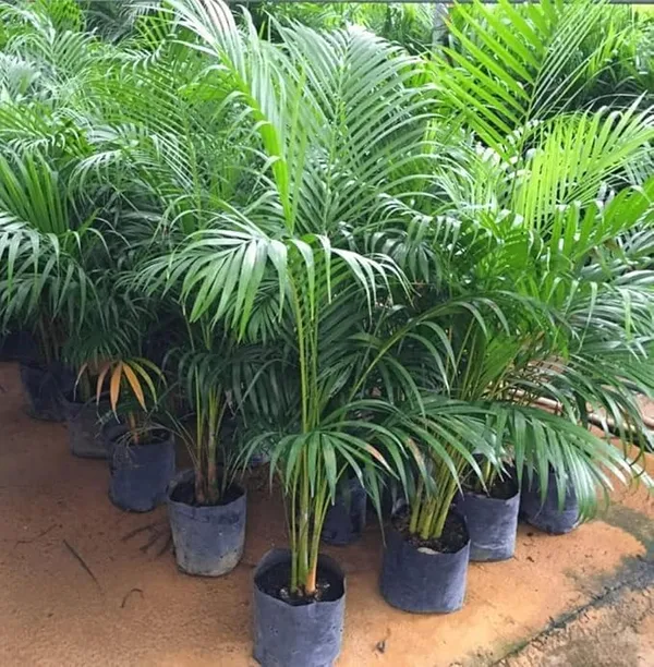 Areca_Palm_Live_Indoor_Plant