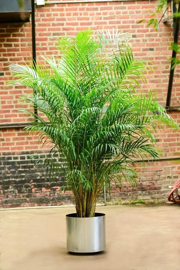 Areca_Palm_Live_Indoor_Plant