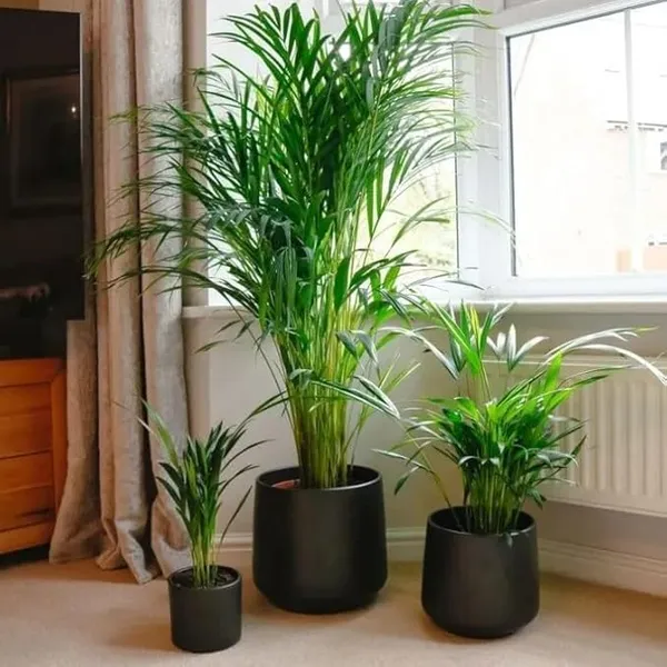 Areca_Palm_Live_Indoor_Plant
