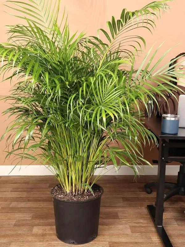 Areca_Palm_Live_Indoor_Plant
