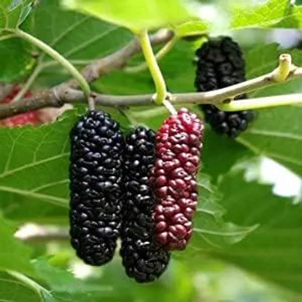 Mulberry_Fruit_Plant