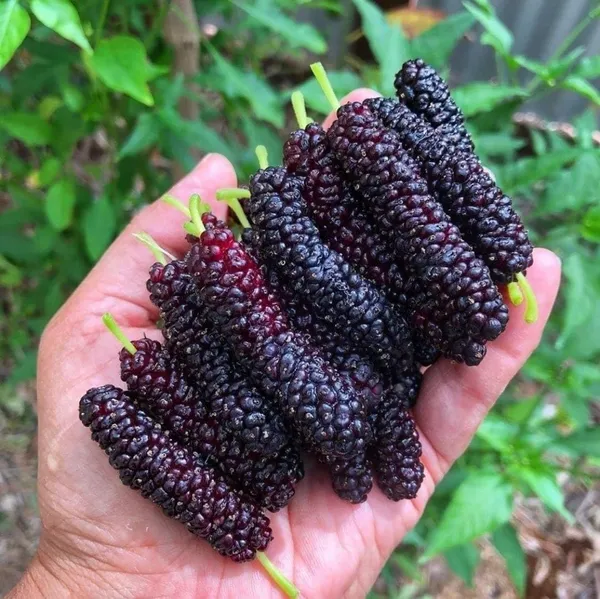 Mulberry_Fruit_Plant