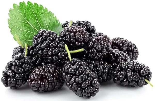 Mulberry_Fruit_Plant