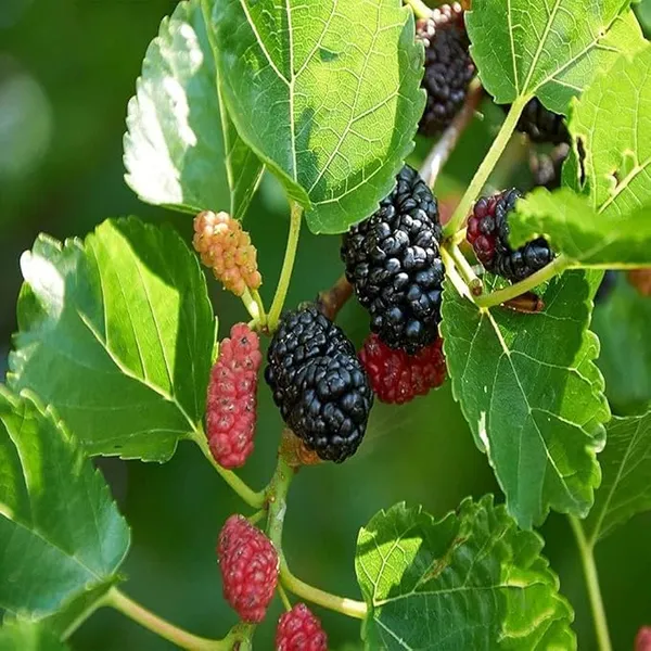 Mulberry_Fruit_Plant