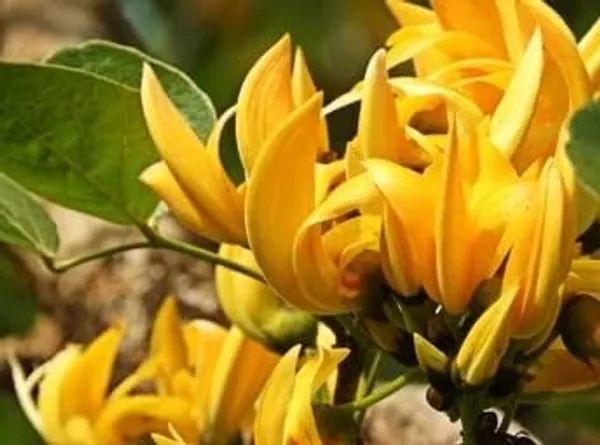 Butea_Plant_Cutting
