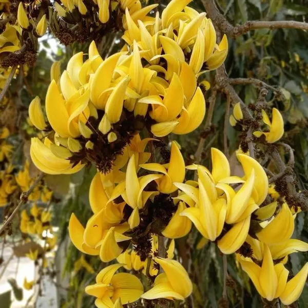 Butea_Plant_Cutting