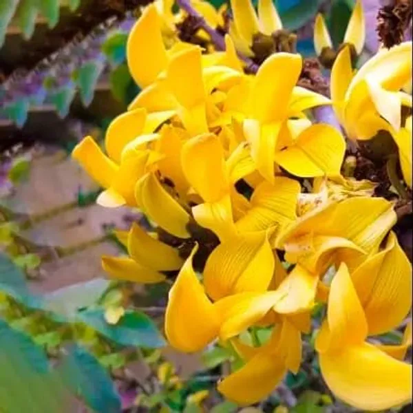 Butea_Plant_Cutting