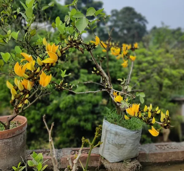 Butea_Plant_Cutting