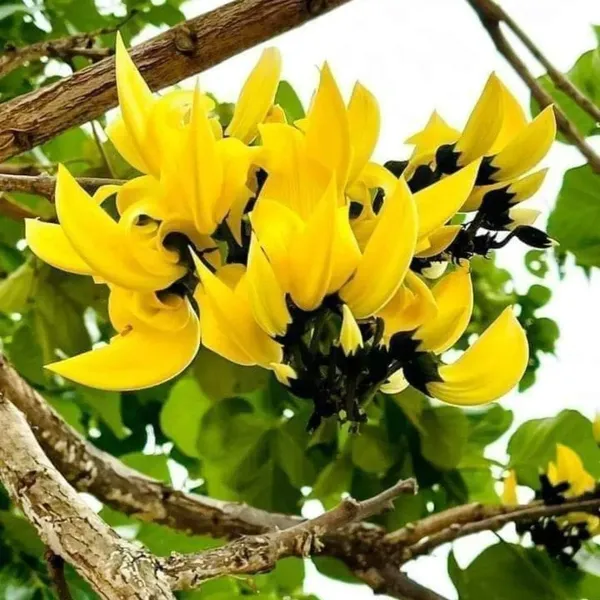 Butea_Plant_Cutting