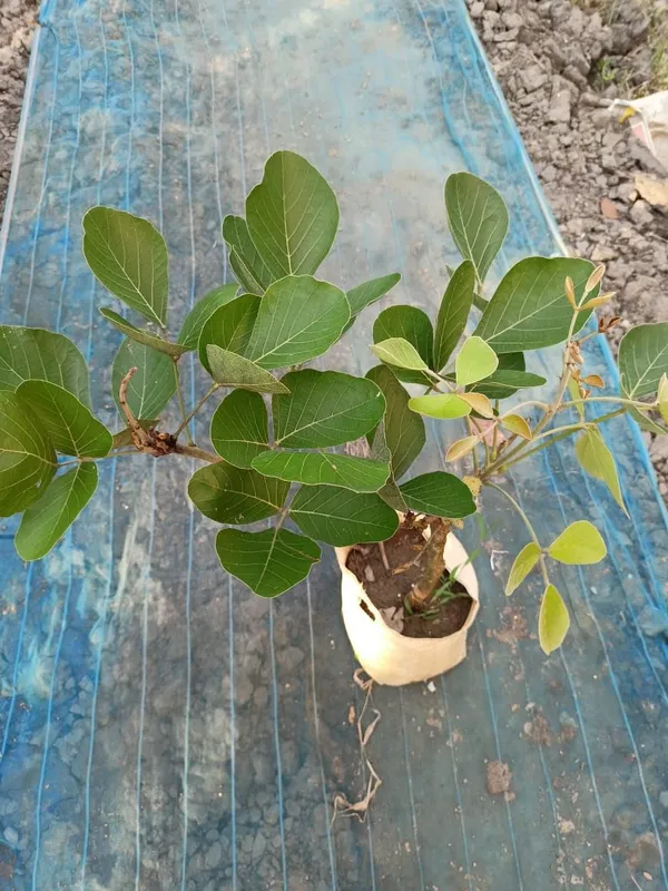 Butea_Plant_Cutting