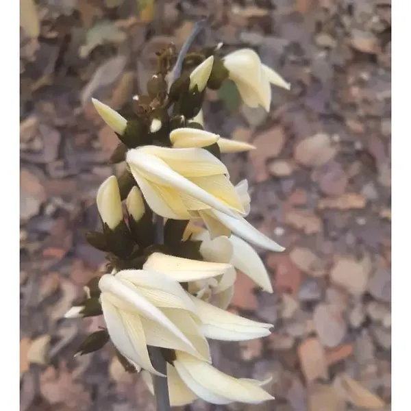 Palash_Flowering_Plant_Cutting
