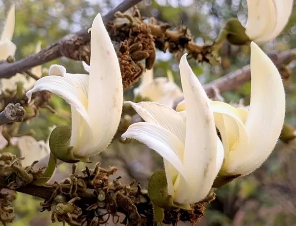 Palash_Flowering_Plant_Cutting