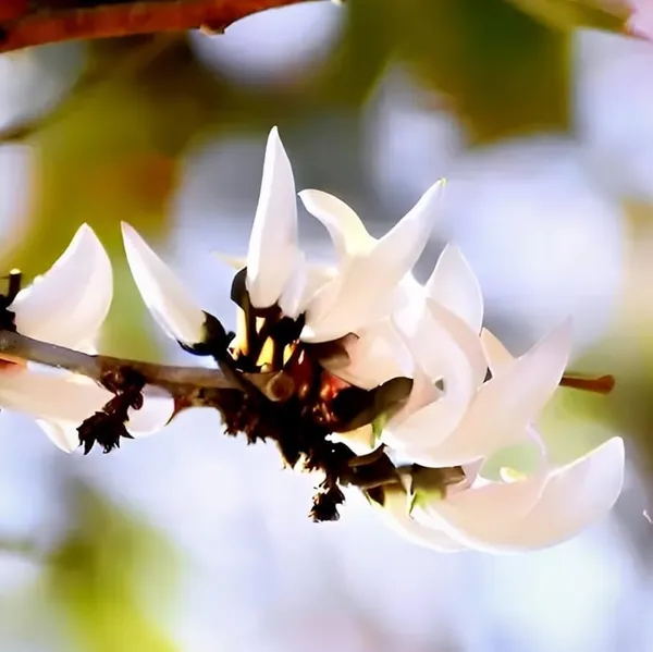 Palash_Flowering_Plant_Cutting