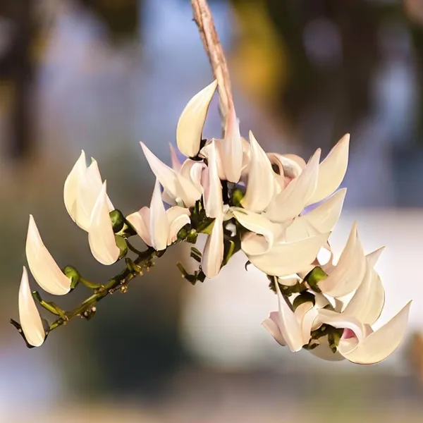 Palash_Flowering_Plant_Cutting
