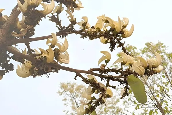 Palash_Flowering_Plant_Cutting