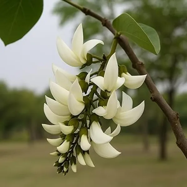 Palash_Flowering_Plant_Cutting