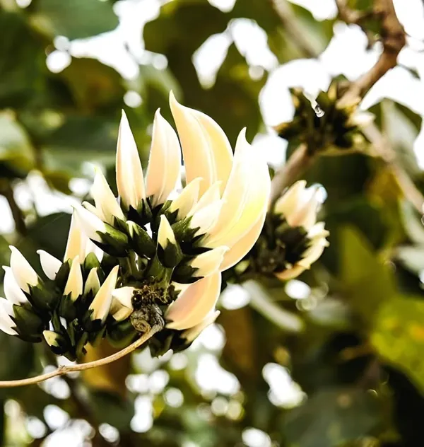 Palash_Flowering_Plant_Cutting