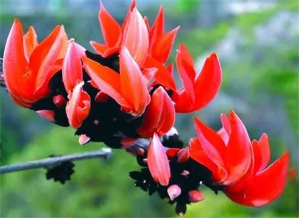 Butea_Monosperma_Live_Plant