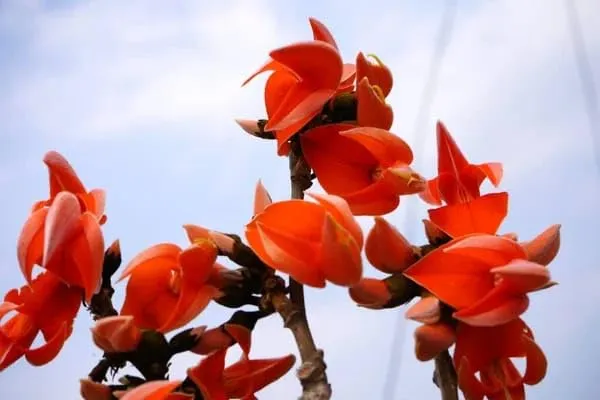 Butea_Monosperma_Live_Plant