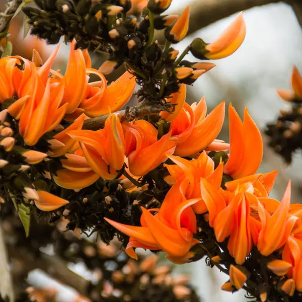 Butea_Monosperma_Live_Plant