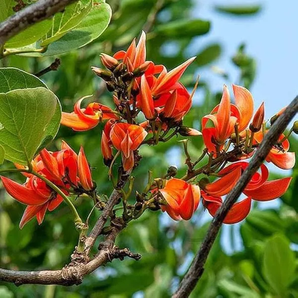 Butea_Monosperma_Live_Plant