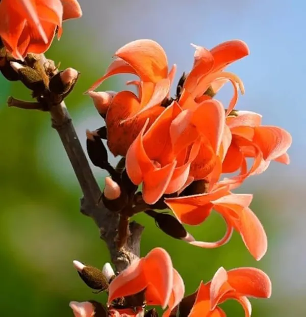 Butea_Monosperma_Live_Plant