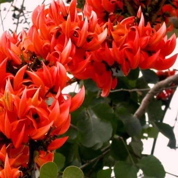 Butea_Monosperma_Live_Plant
