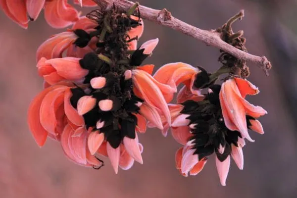 Palash_Plant_Cutting