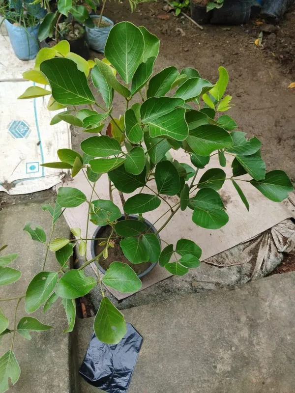 Palash_Plant_Cutting
