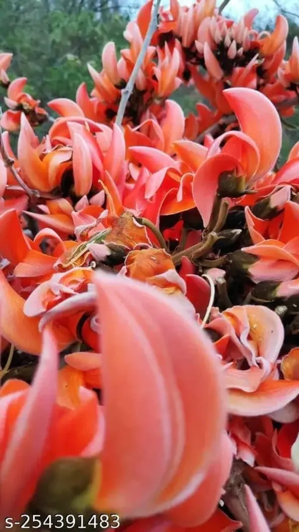 Palash_Plant_Cutting