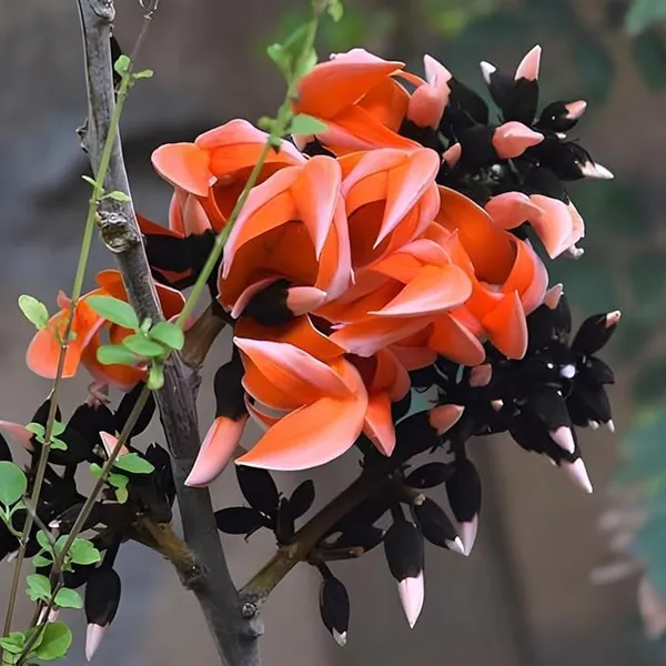 Palash_Plant_Cutting