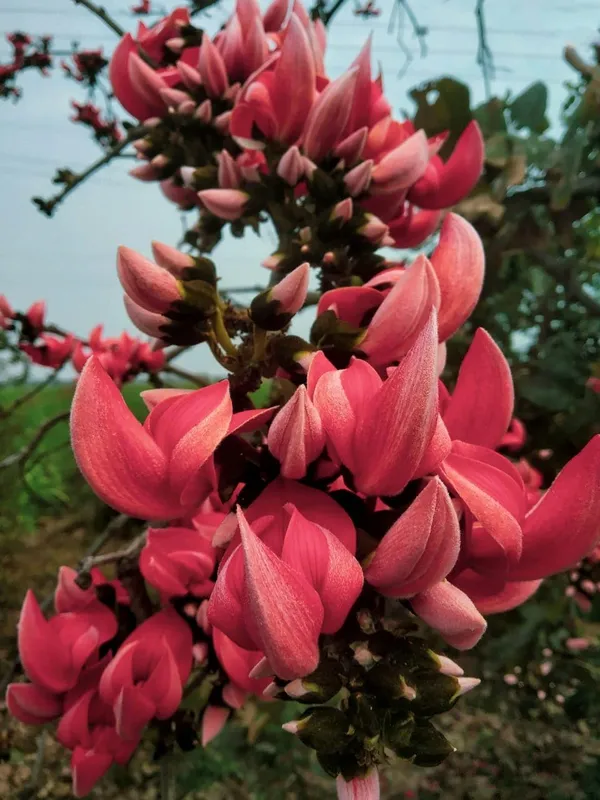 Palash_Plant_Cutting