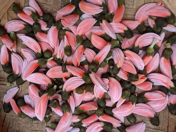 Palash_Plant_Cutting